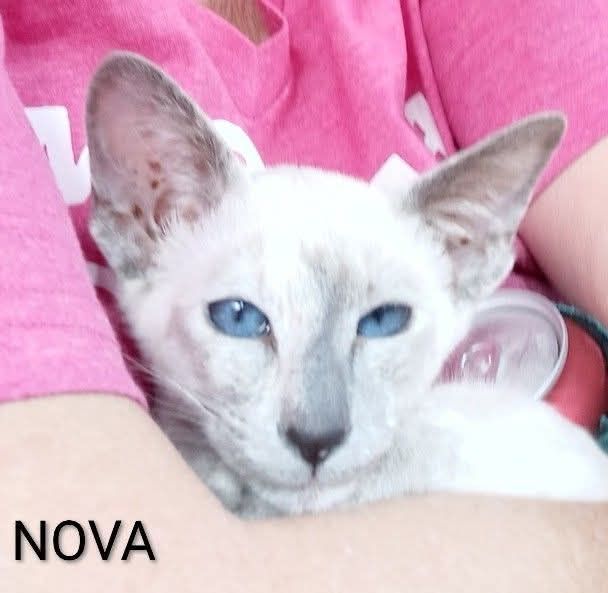 Nova - Blue-eyed Oriental
