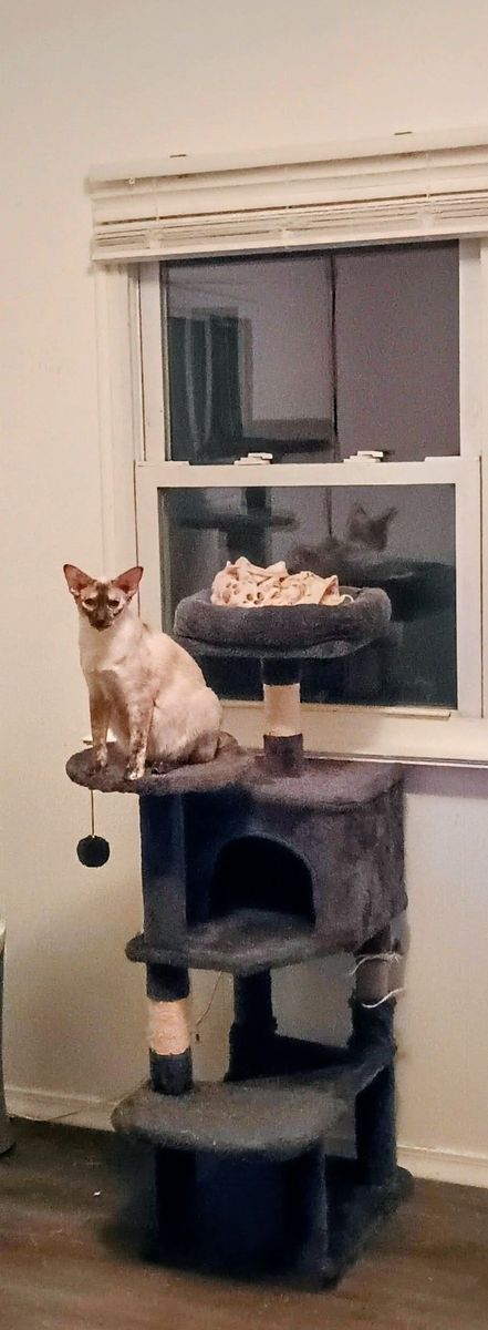 Oriental Shorthair on cat tree
