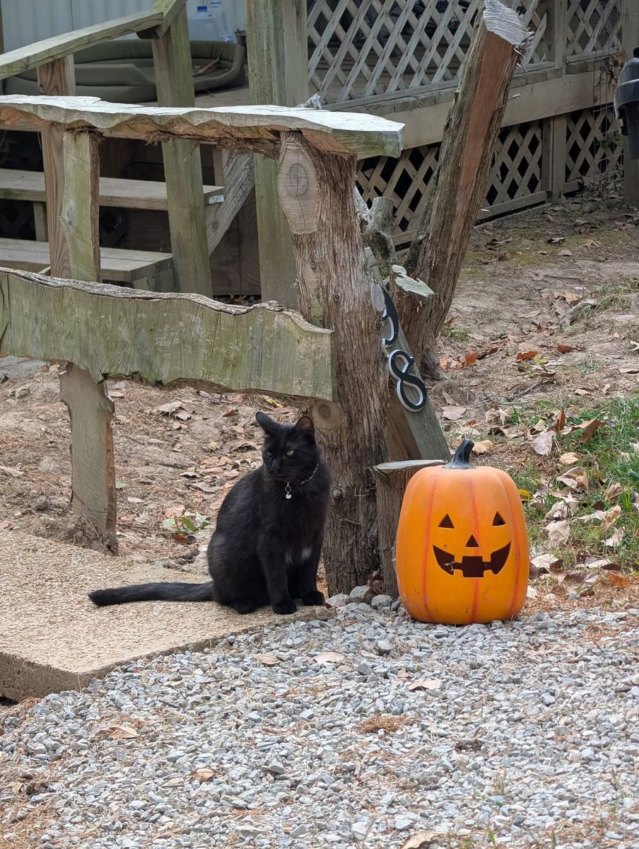 Bengal - Future Serengeti Program